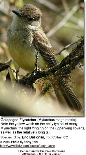 Darwin’s Finch (Warbler Finch)