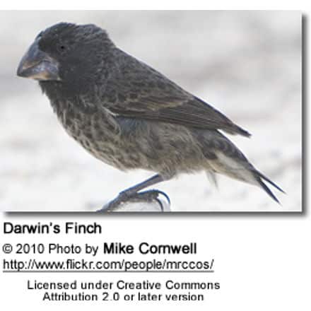 Darwin’s Finch