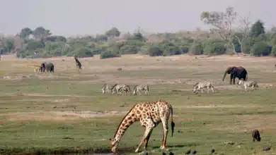 Wildlife Photography. David Cook.