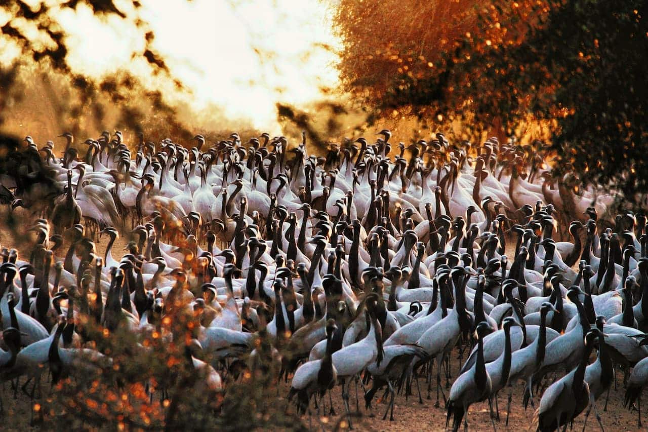 A Large Group Of Demoiselle Cranes