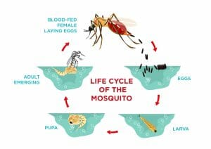 The life cycle of the mosquito