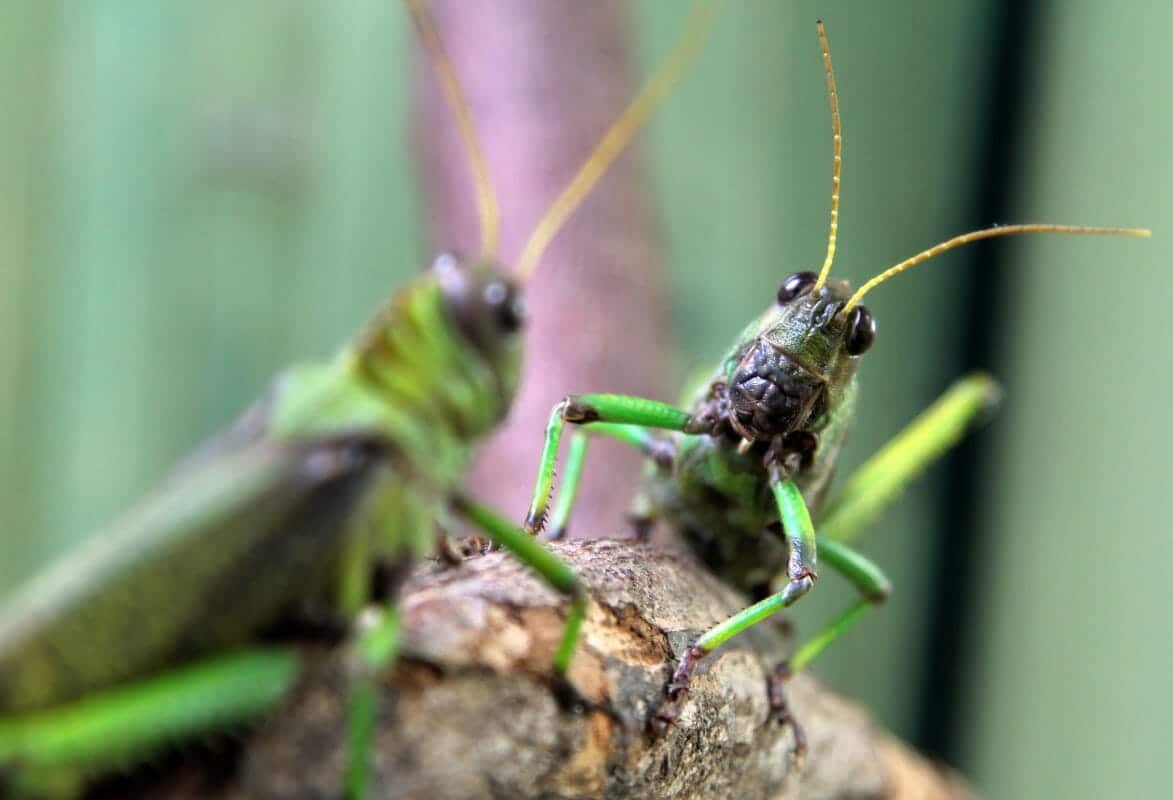 orthoptera grasshoppers crickets
