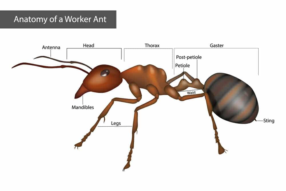 insect diagram