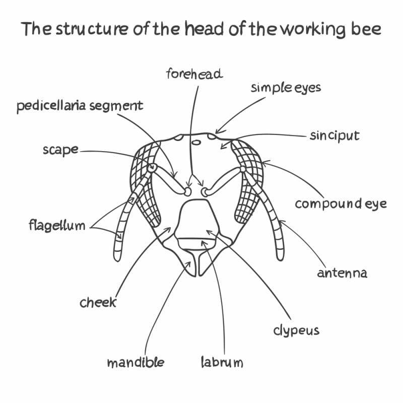 Head structure of working bee