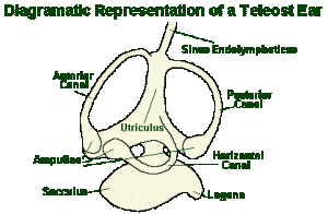Diagramatic Representation Of A Teleost Fish Ear