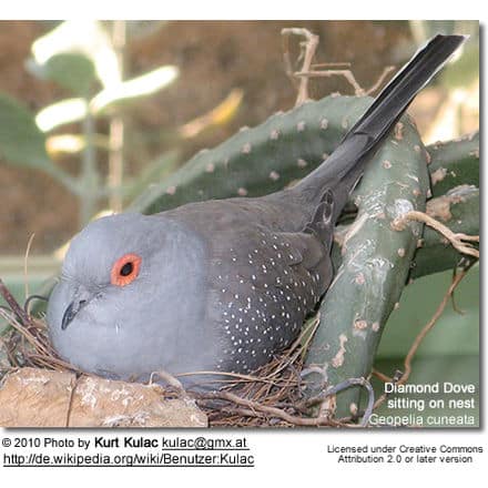 Diamond Dove (Geopelia cuneata) - sitting on nest