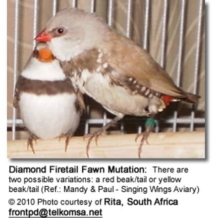 Diamond Firetail Fawn Mutation