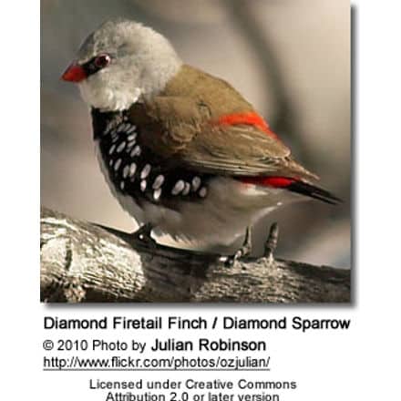 Diamond Firetail Finch / Diamond Sparrow