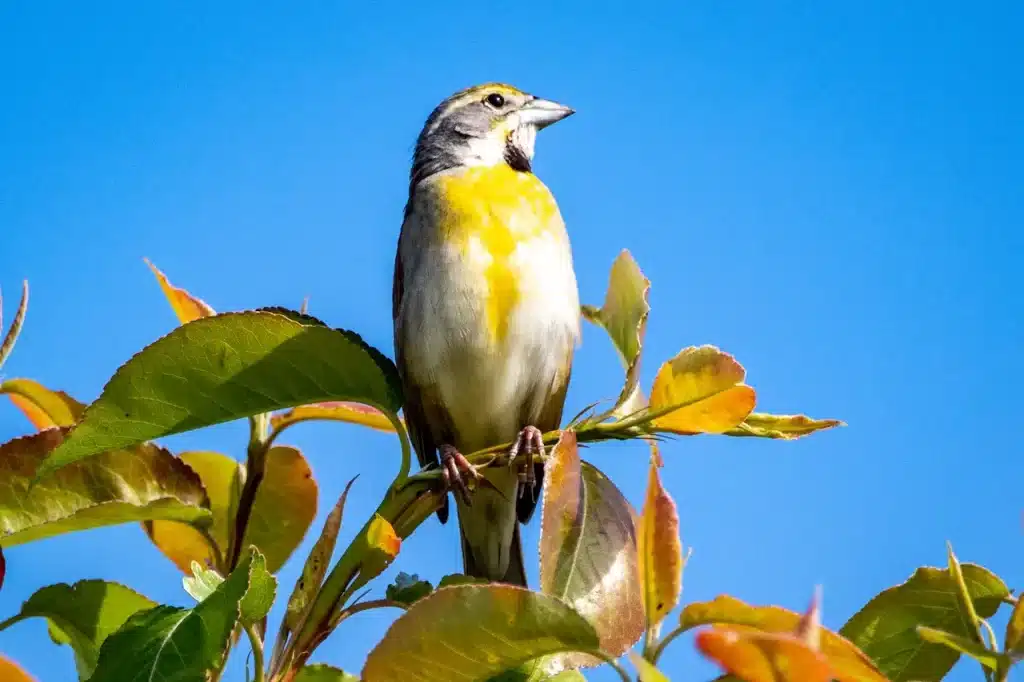 A Dickcissel Perched At The Top Of A Tree.