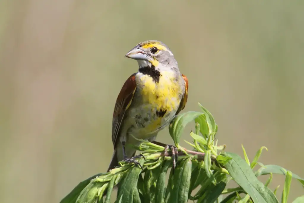 Dickcissels on a Plant 