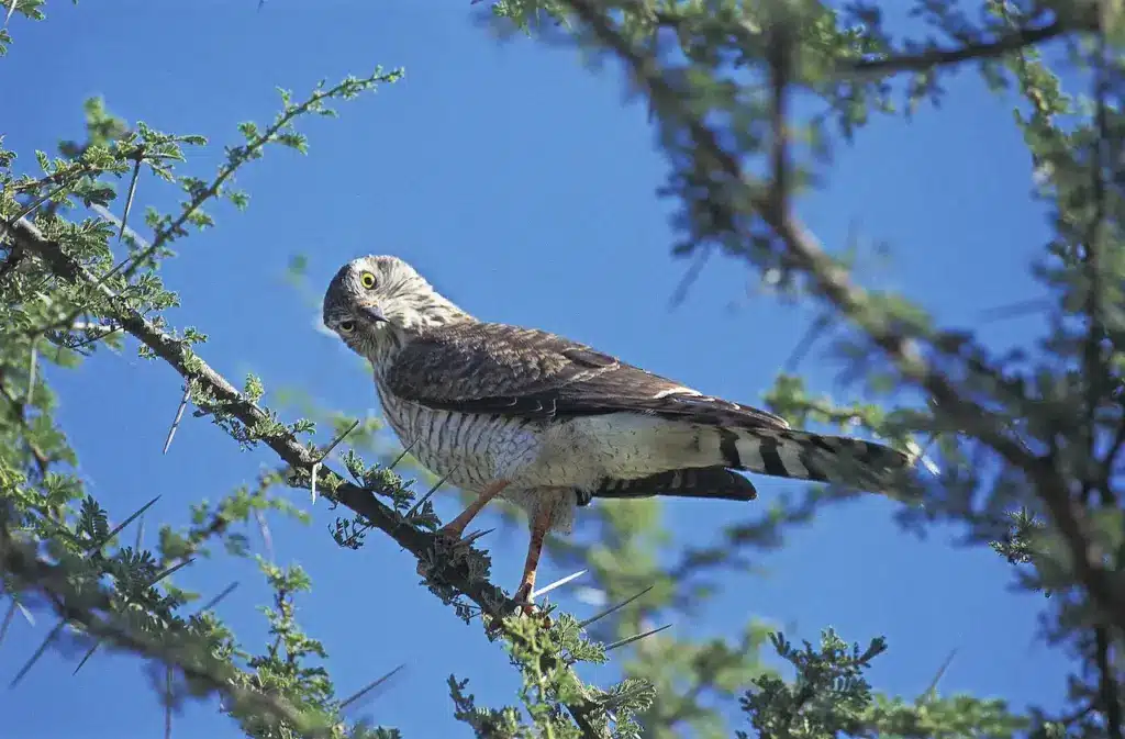 Dickinson's Kestrels Perched on a Tree Branch