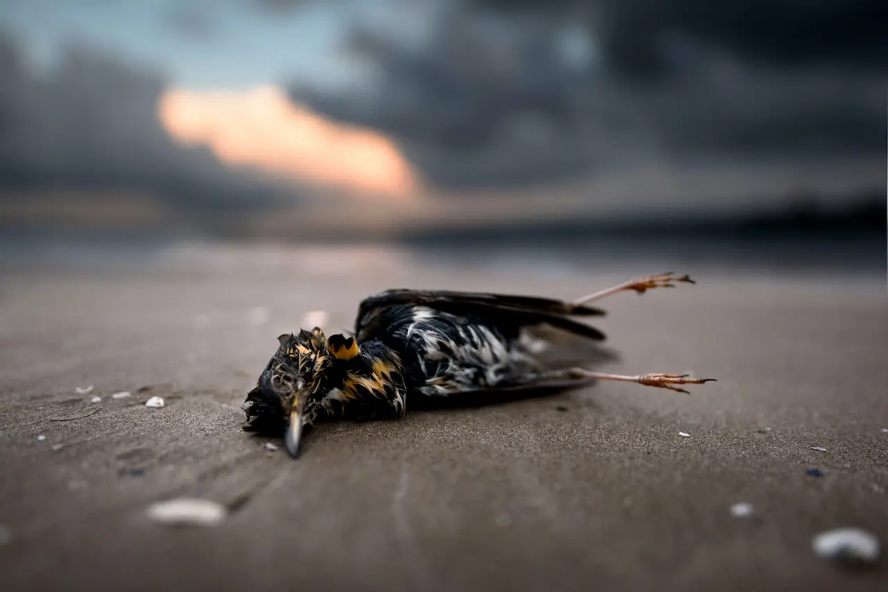 A Dead Bird On The Sand