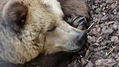 Sleeping Bear Difference Between Hibernation And Torpor