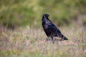 Differences Between Crows and Ravens
