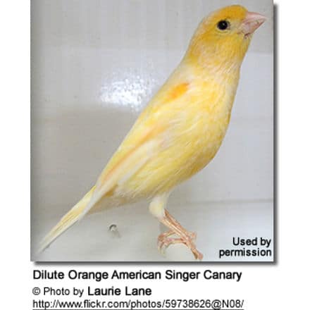 Dilute Orange American Singer Canary
