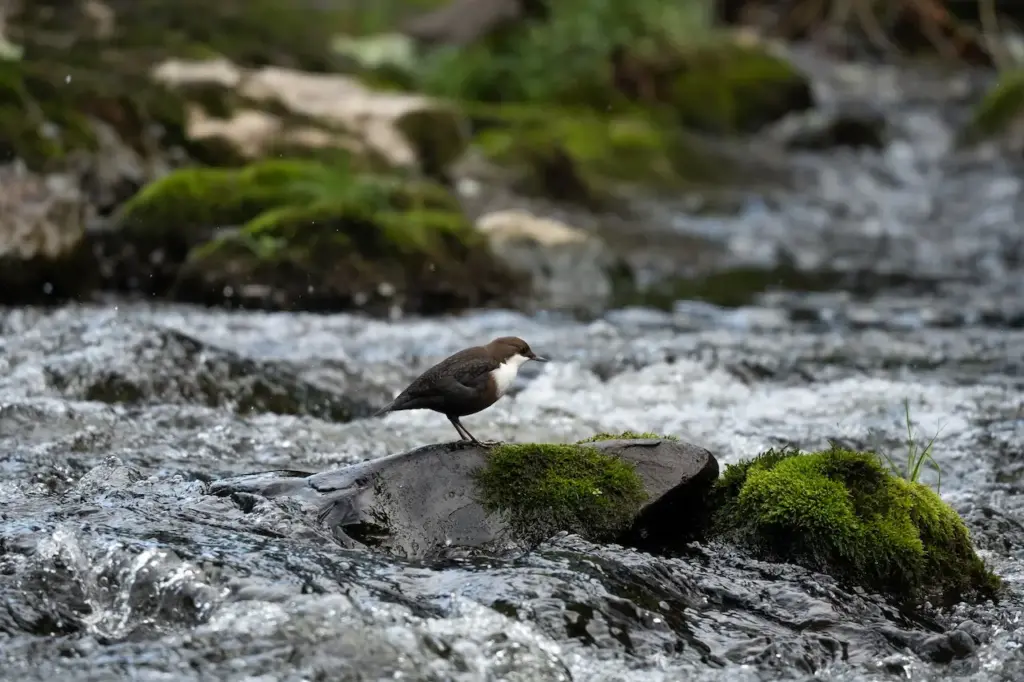 The Dippers Is looking For Food In The Lake