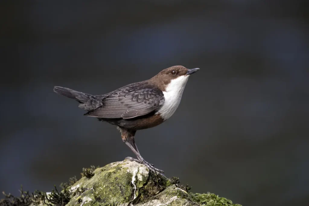 Dippers Image 