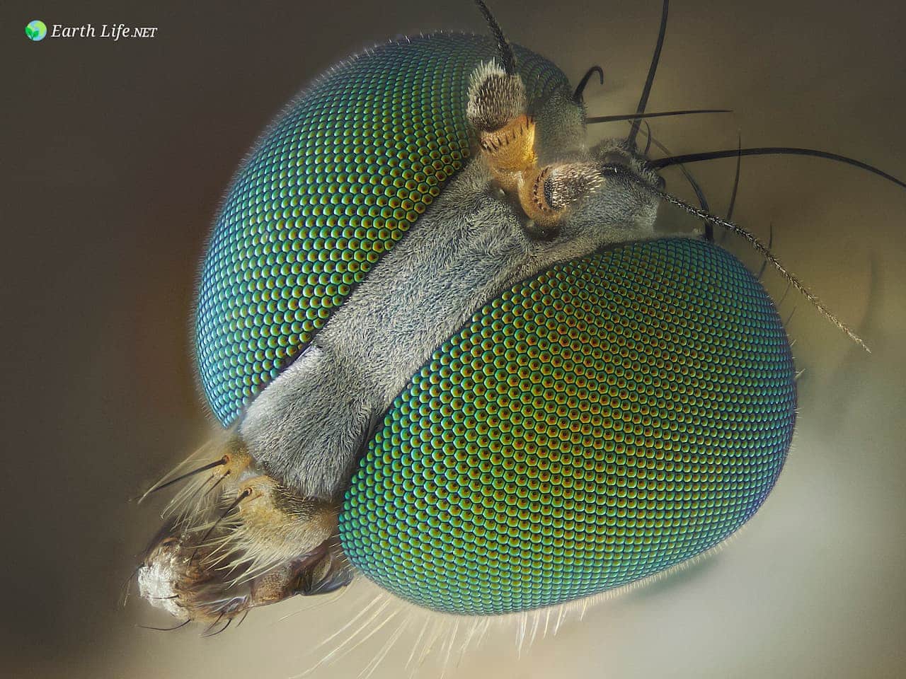 Diptera Dolichopodidae True Flies Close Up