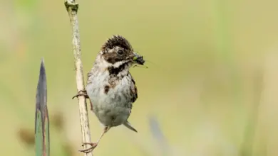 Bird Perching on the Twig Do Birds Eat Ants?