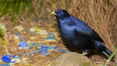 Do Bowerbirds Mate for Life