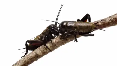 Crickets On A Branch Do Crickets Bite?