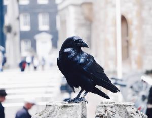 Do Crows Eat Other Birds Does Anyone Eat Them