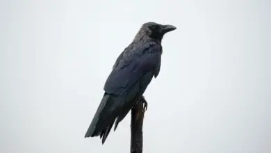 A Black Crow Perched On A Branch Do Crows Eat Rats?