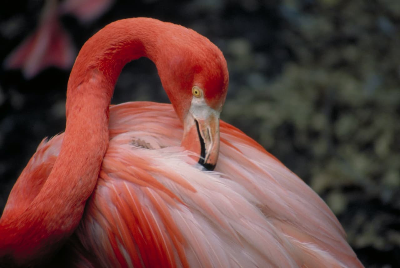 Do Flamingos Sleep Standing Up
