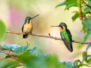 Do Hummingbirds Kill Each Other Two On Branch