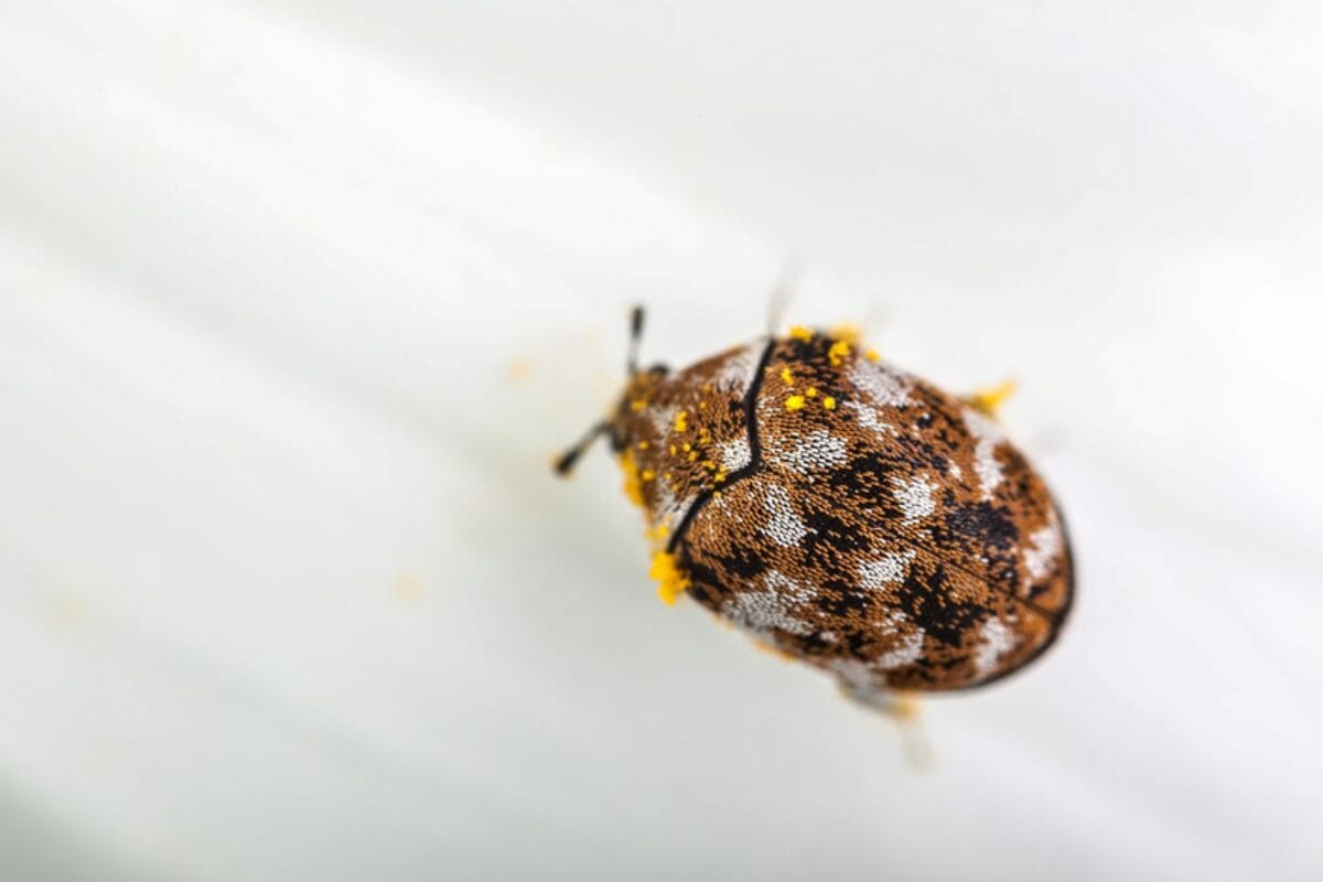 Do-carpet-beetles-travel-with-you