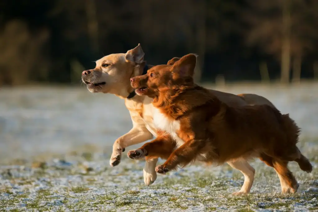 Two Dog Running on the Filed 