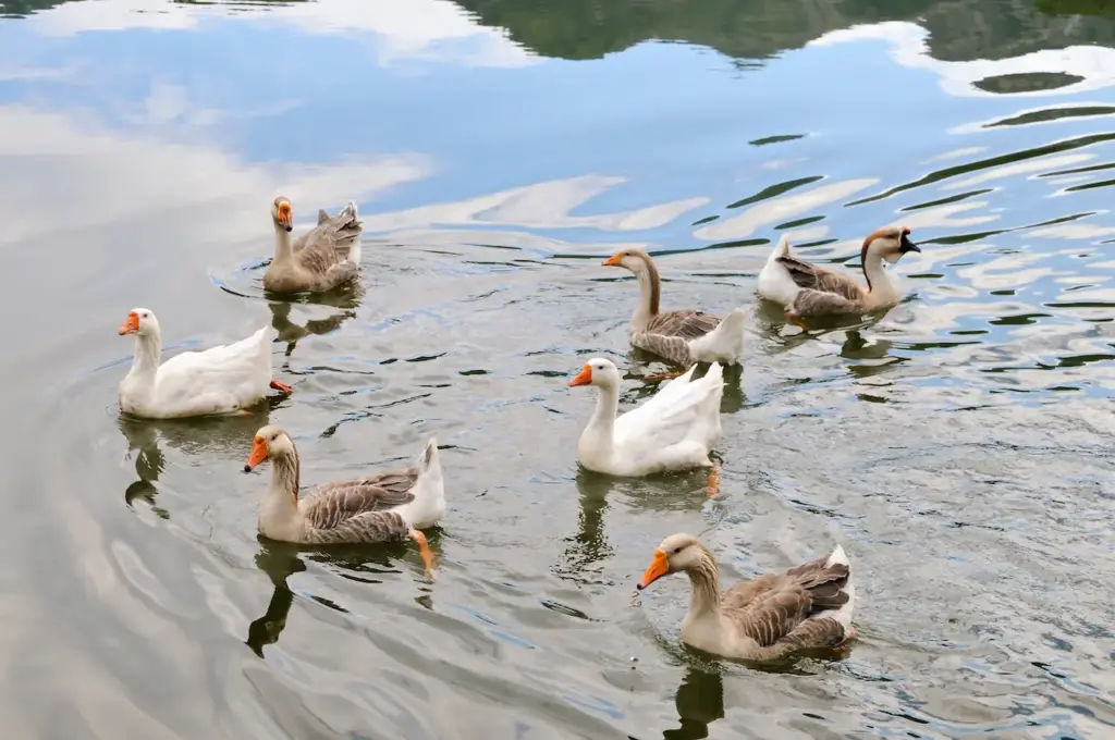 Domestic Geese Swimming in Pond 