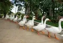 A Group of Domesticated Ducks Walking