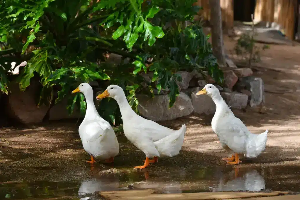 White Ducks in the Water . Domesticated Ducks 