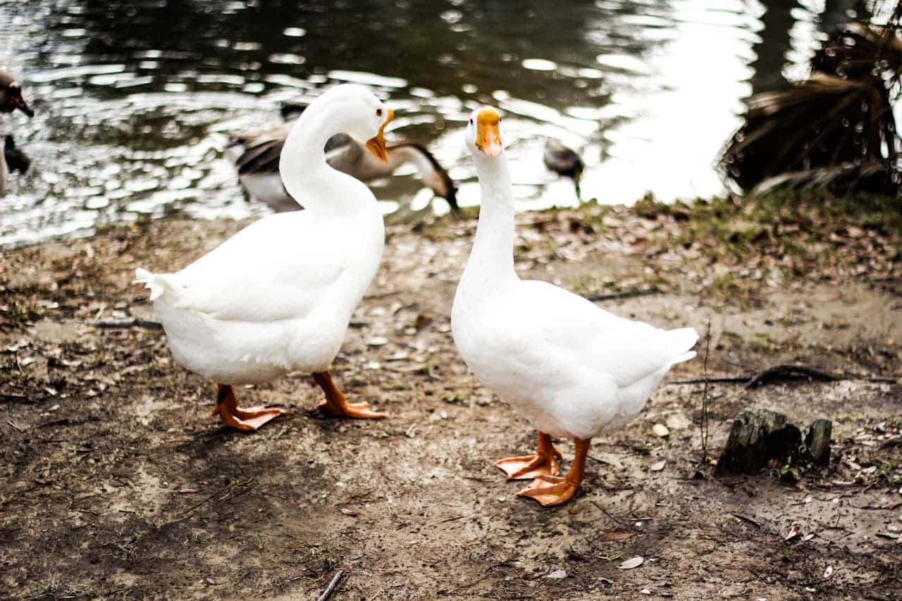 Two Domesticated Geese On The Side Of The River