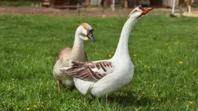 Two Domesticated Geese Standing In The Grass