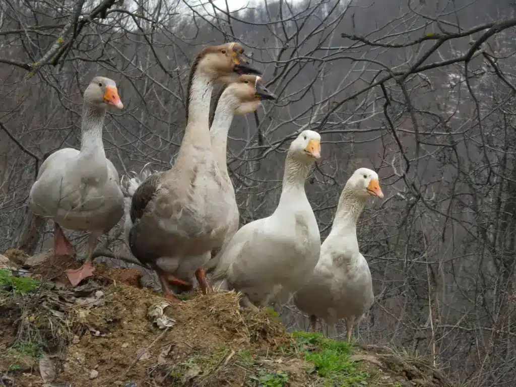 Group of Domesticated Geese In The Forest