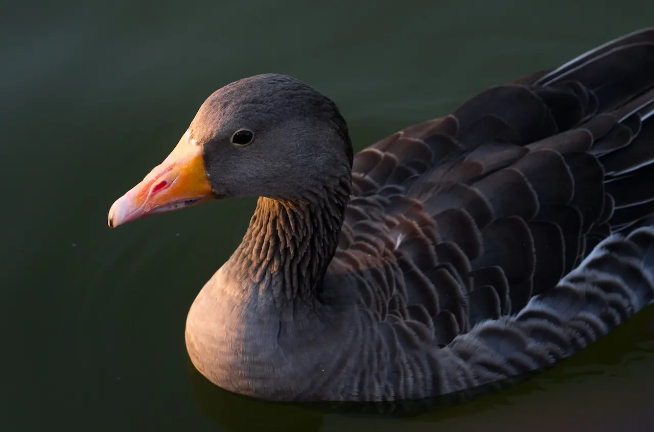 A Domesticated Goose In The Water