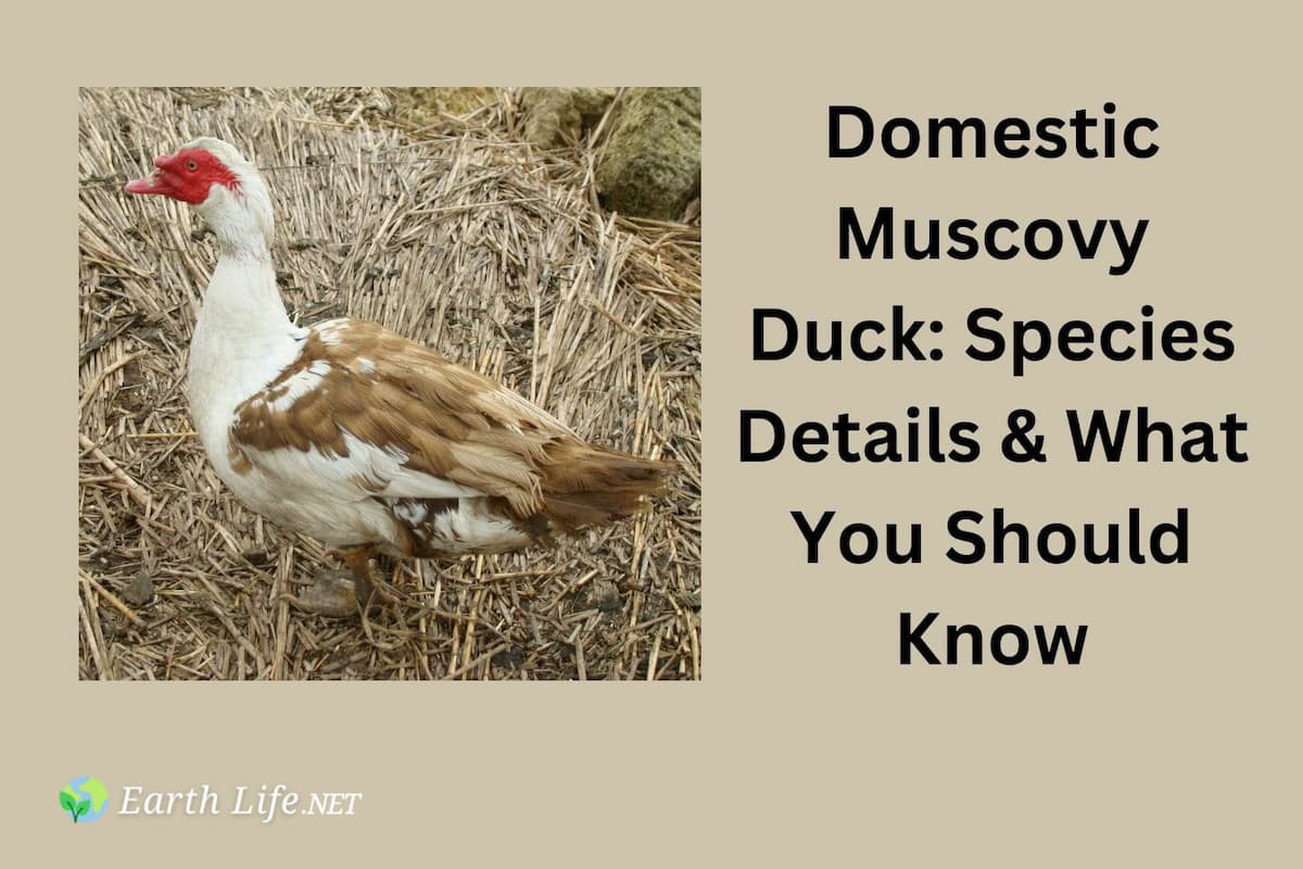 Domesticated Muscovy Ducks