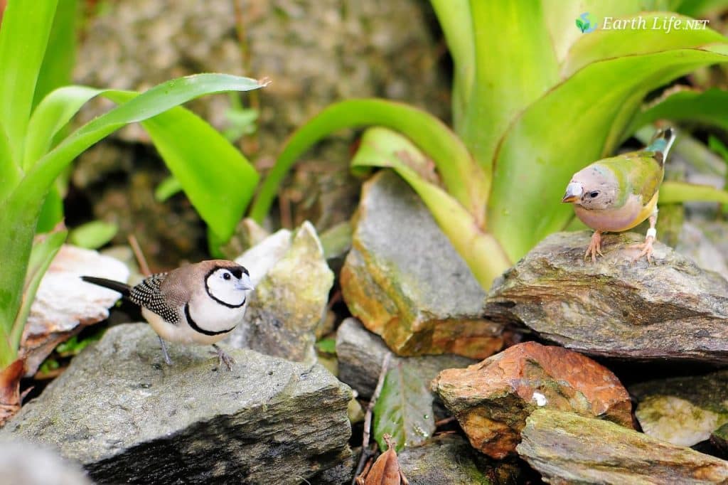 Double-barred Finch And Juvenile Lady Gouldian Finch