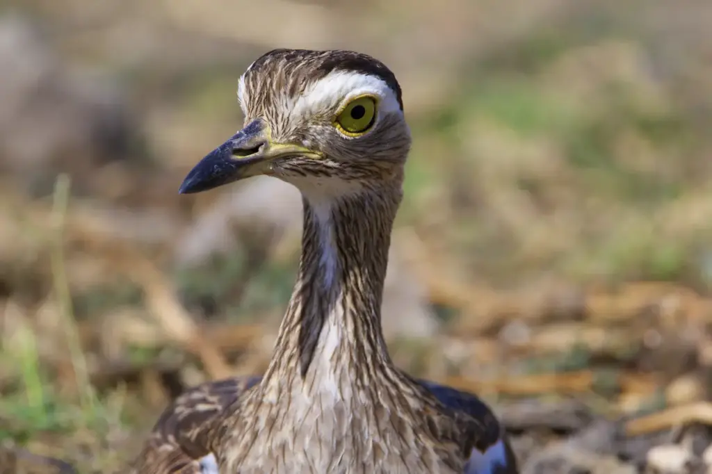 Double-striped Thick-knees
