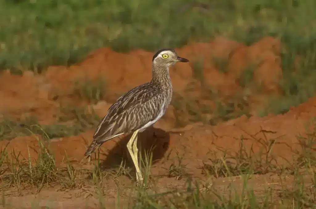 Double-striped Thick-knees Standing on Ground