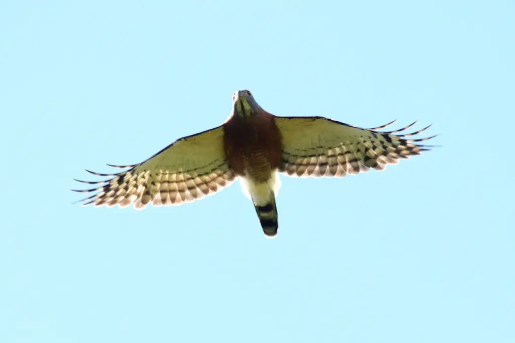 A Double-toothed Kites Flying in the Air