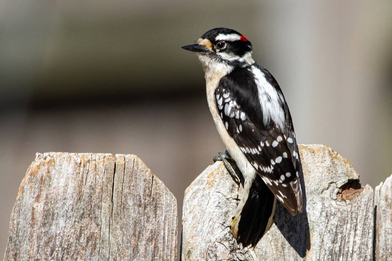A Downy Woodpecker sitting on a wooden fence.