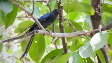 A Drongo Species On The Tree