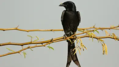 Drongos Perched on Thorn Tree