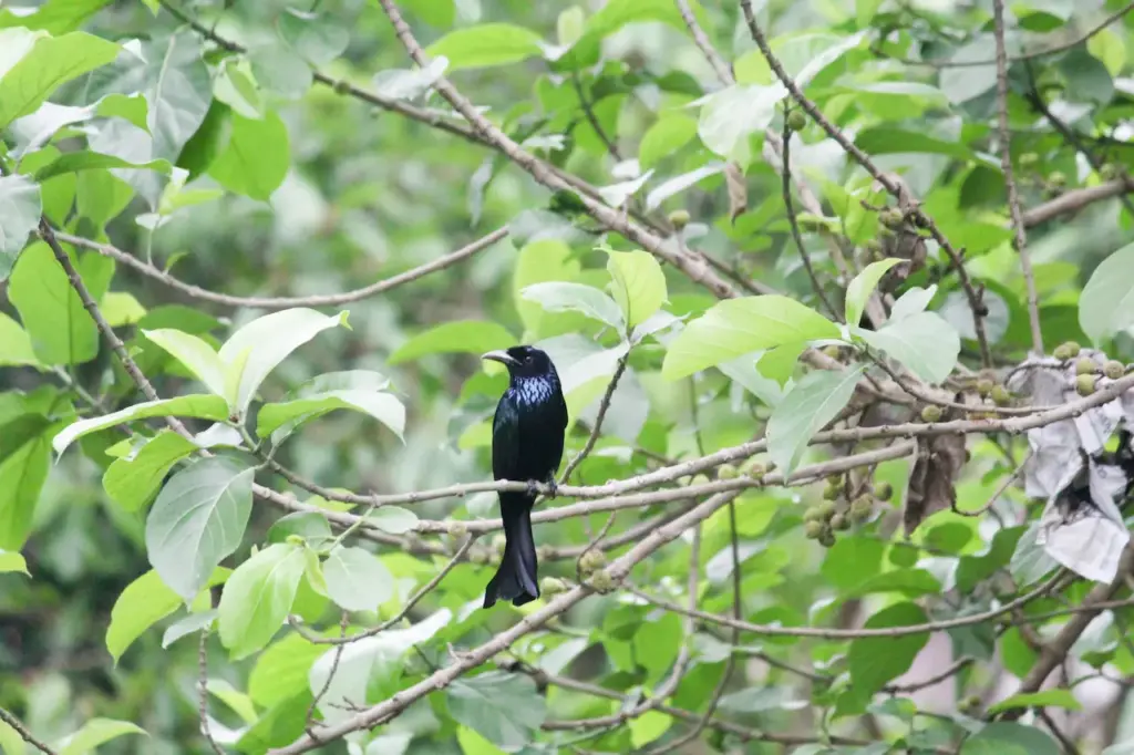 Drongos Resting on a Tree 