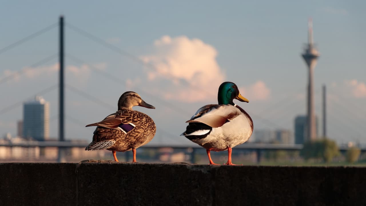 Two Ducks Standing