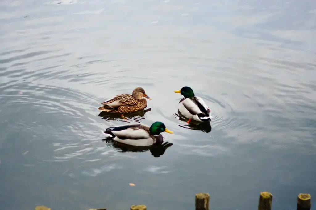 Three Ducks in the Water