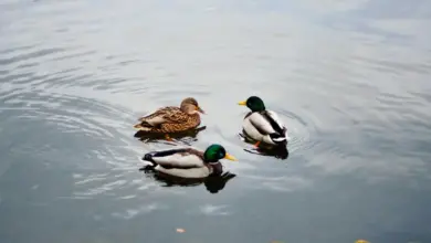 Three Ducks in the Water